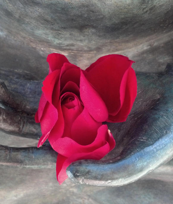 Rose in hand